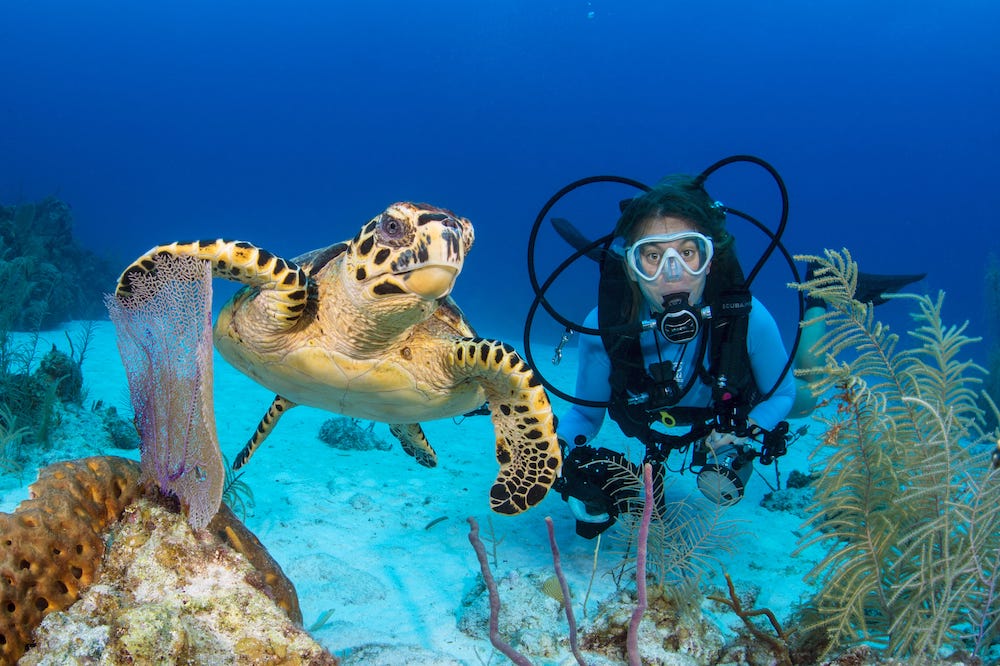 A hawksbill turtle (Eretmochelys imbricata) swims over a coral reef, while being watched by a diver at Julie's Wall. Copyright Alex Mustard Underwater Photography