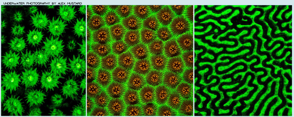 Ultra Violet UV Night Diviing Image