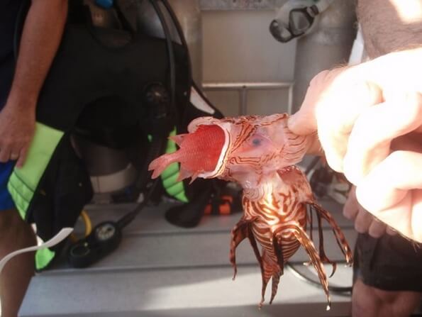 Lionfish Culling in the Cayman Islands with Ocean Frontiers - Image 2