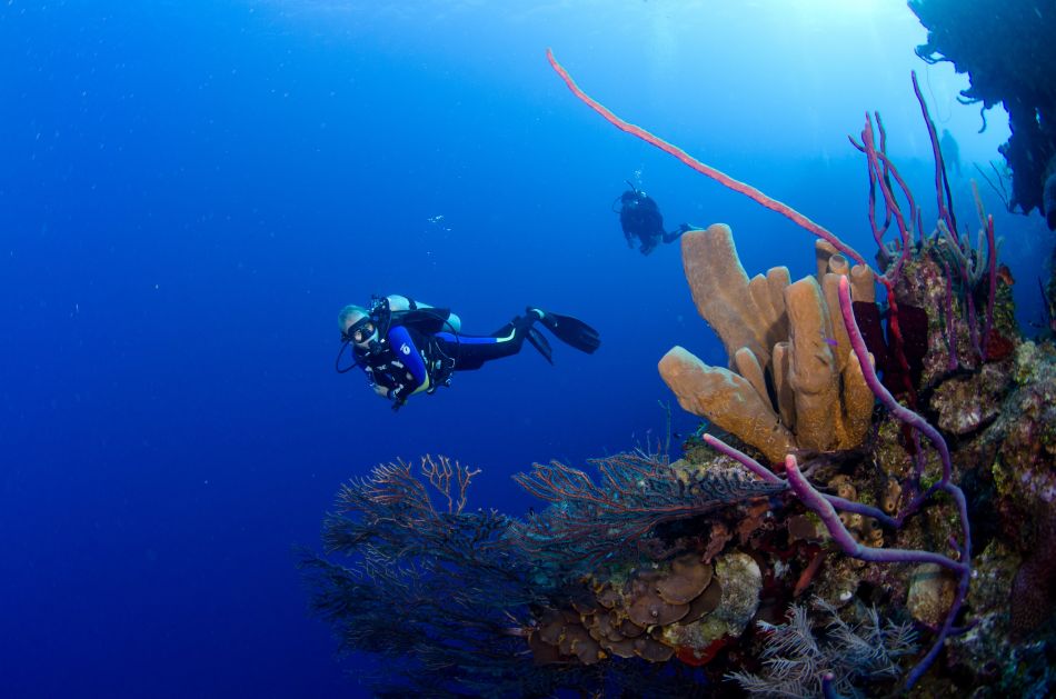 Wall Diving on the East End of Grand Cayman