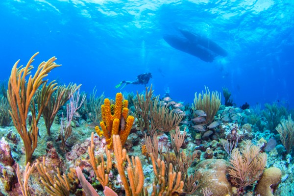 Part 3: Marine Life and Ecosystems of Grand Cayman's East End
