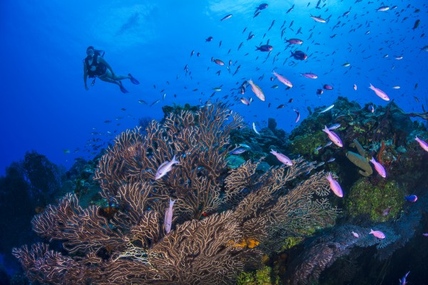 Anchor Point Dive Site: Swim-Throughs, Sea Plumes, and Turtle Spotting | East End, Grand Cayman