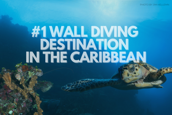 What Makes the Cayman Islands a World-Class Dive Destination?