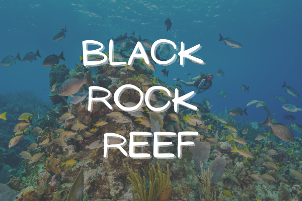 Black Rock Reef - A Shallow, Yet Amazing Dive