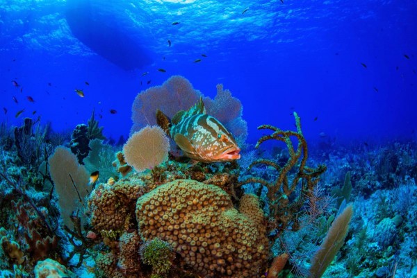 Bloody Bay Expeditions to Little Cayman, Day-trips from Grand Cayman with Ocean Frontiers