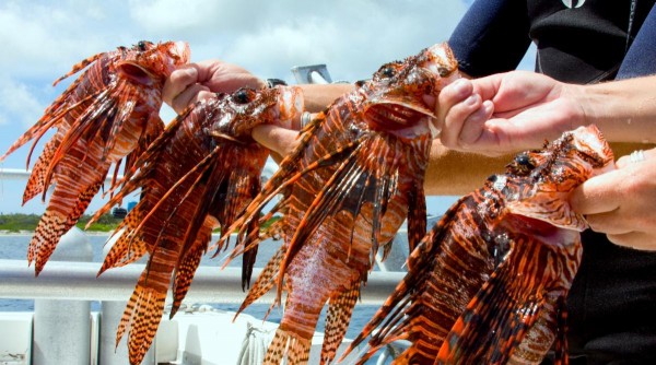 Dive with a purpose, Earth Day Lionfish Class & Boat Dive