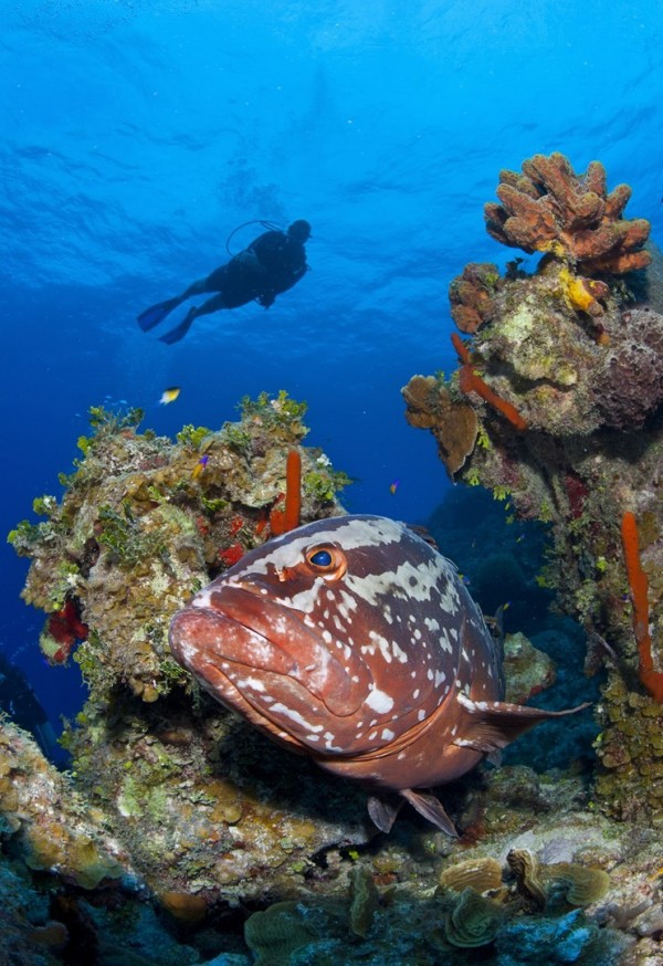 Grouper Moon Project Strives to Save the Endangered Nassau Grouper