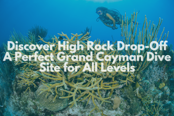 Discover High Rock Drop-Off: A Perfect Grand Cayman Dive Site for All Levels