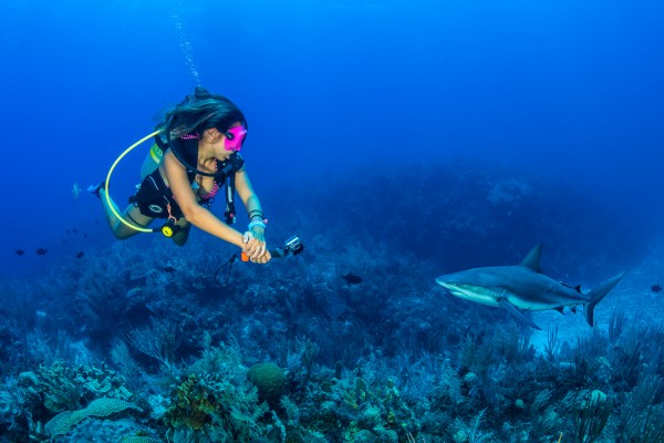 'Tis the Shark Season