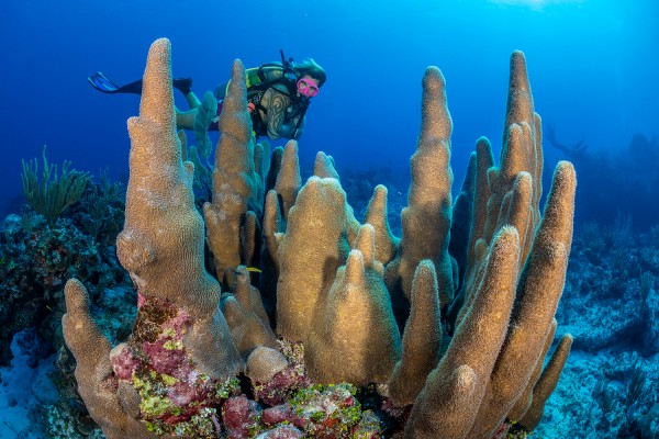 Stony Coral Tissue Loss Disease (SCTLD)