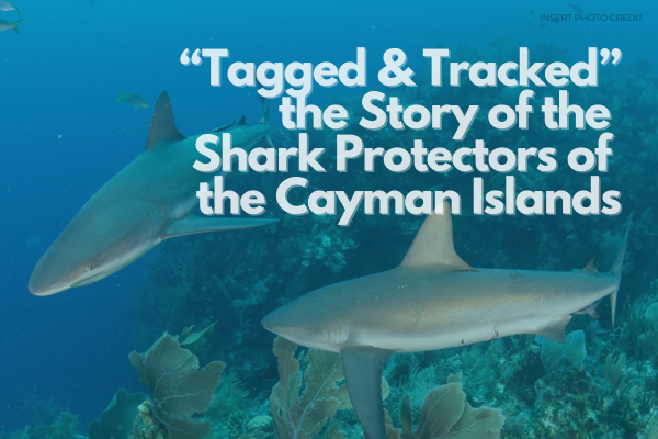 “Tagged & Tracked”: The Story Behind Cayman’s Shark Protectors