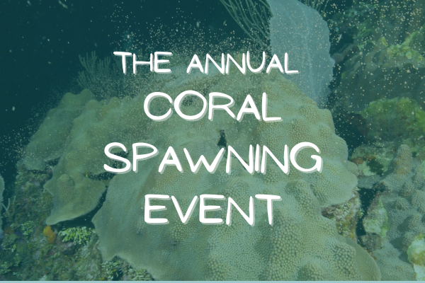 The Annual Coral Spawning Event