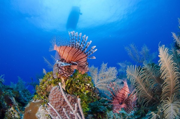 The Lionfish Kings of Grand Cayman's East End