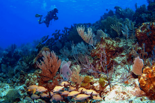 Coral Conservation