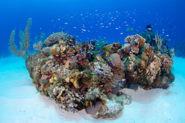 Fall Special Dive & Stay Package for Additional Nights in the Cayman Islands