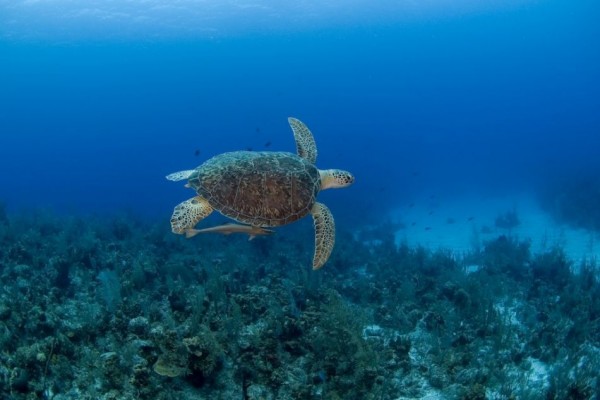 Three Nights & Two Days Dive & Stay Package in the Cayman Islands