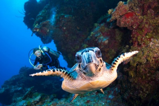 2-Tank Boat Dive in the Cayman Islands - 2-Tank Boat Dive