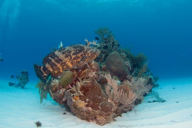 3-Tank Boat Dive in the Cayman Islands