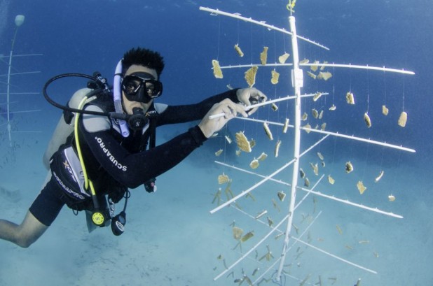 Coral Nursery Dive & Mini Class in the Cayman Islands