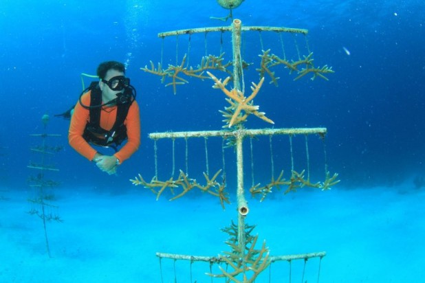 PADI Coral Conservation Certification in the Cayman Islands