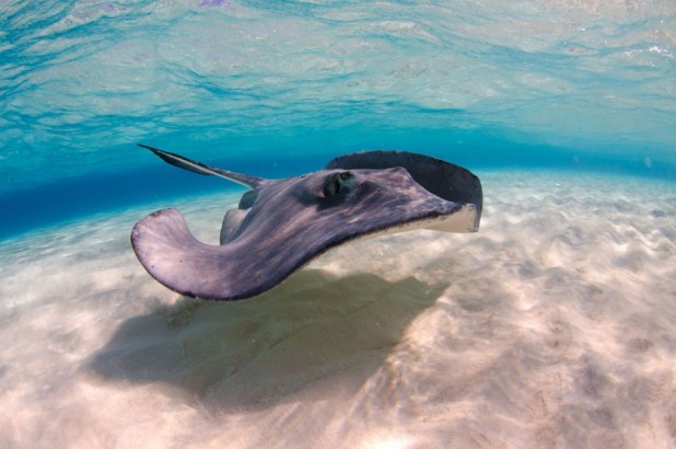 Champagne Stingrays Snorkel Boat Trip in Grand Cayman