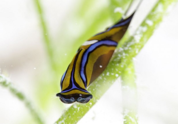 Macro Mania Shallow 1-Tank Boat Dive in the Cayman Islands