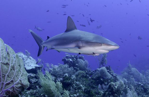 AWARE Shark Conservation Specialty Course in the Cayman Islands