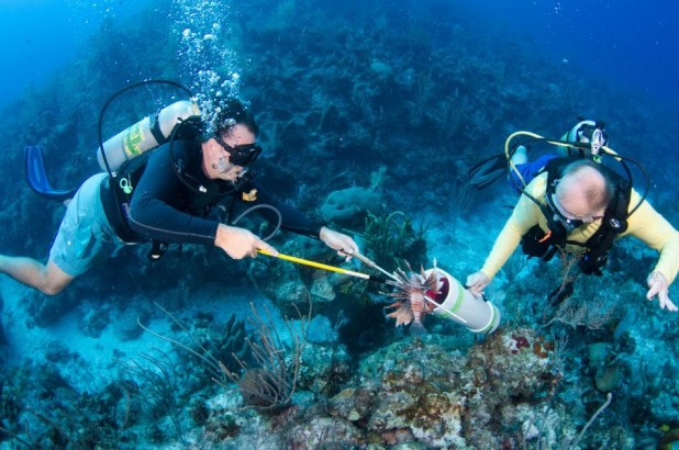 Lionfish Patrol in Grand Cayman