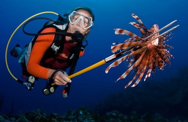 Lionfish Hunter Certification in the Cayman Islands