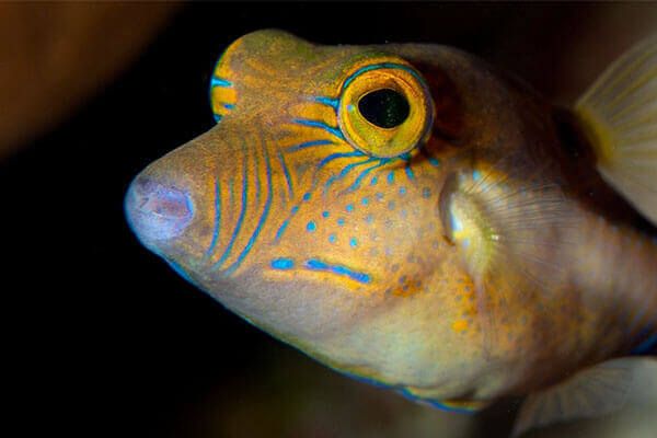 PADI Fish Identification Specialty Course in the Cayman Islands