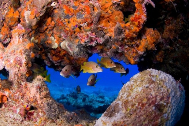 PADI Open Water Diver Course in the Cayman Islands | eLearning Included