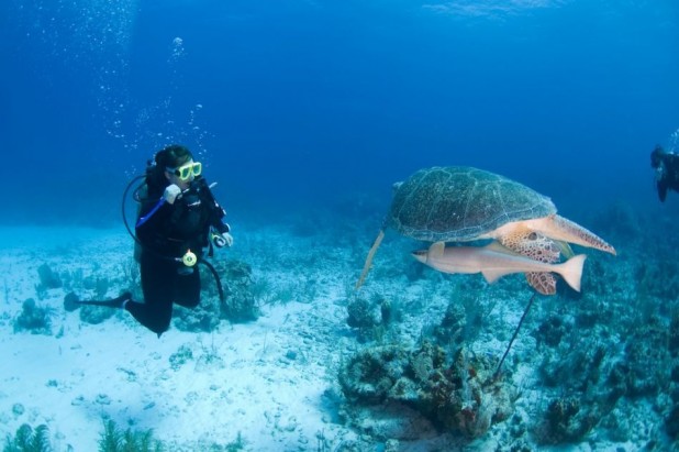Signature Dive Package - US$305.00