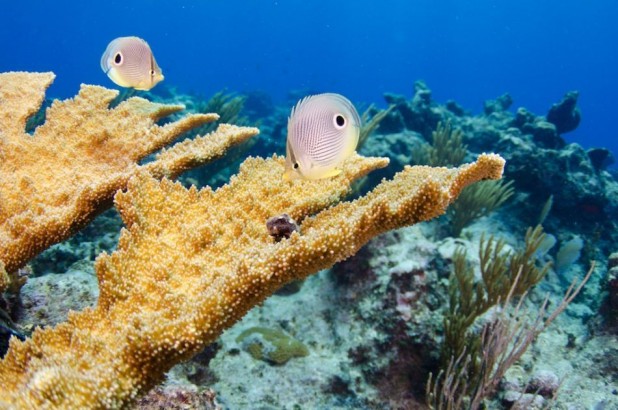 Seven Nights & Six Days Dive & Stay Package in the Cayman Islands