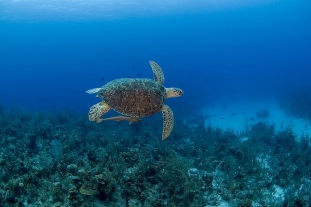 Three Nights & Two Days Dive & Stay Package in the Cayman Islands