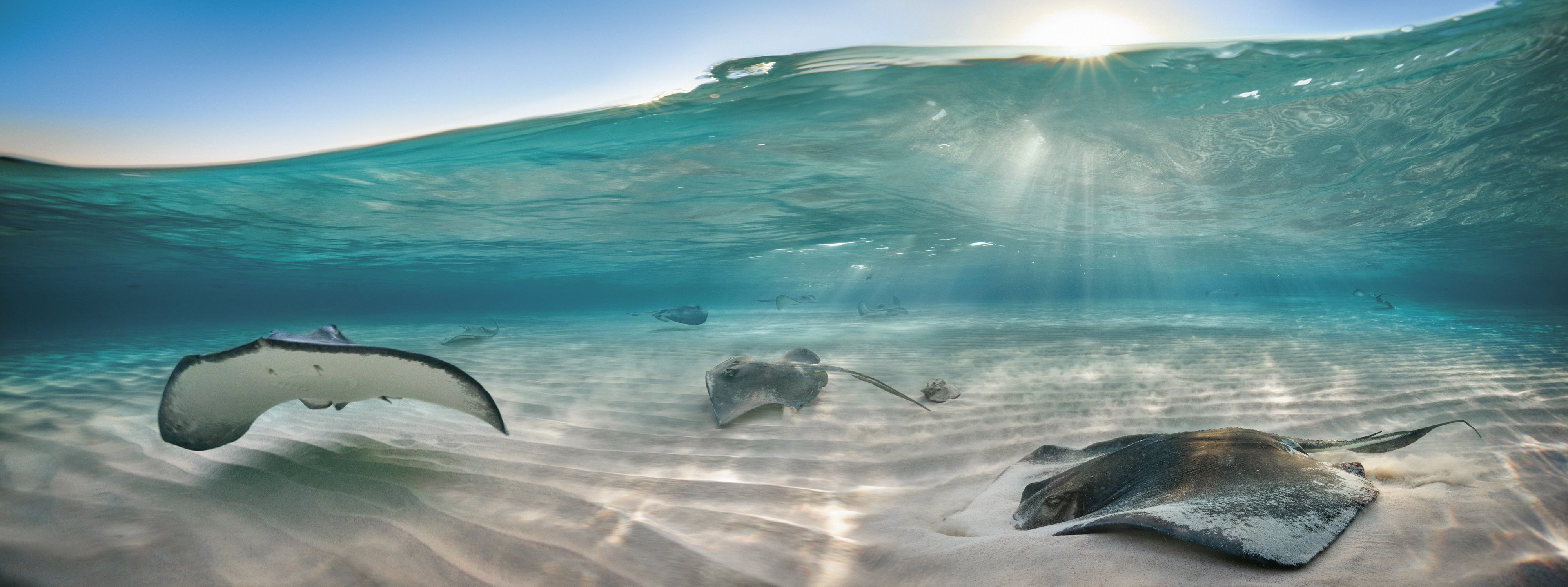 A Sparkling Sunset with A Mangrove Cuise: The Champagne Stingrays Tour