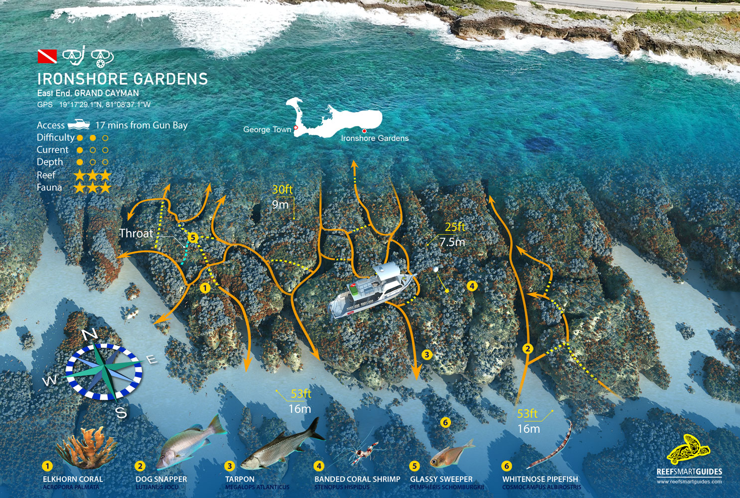Ironshore Gardens: A Dive Site For The Adventurous