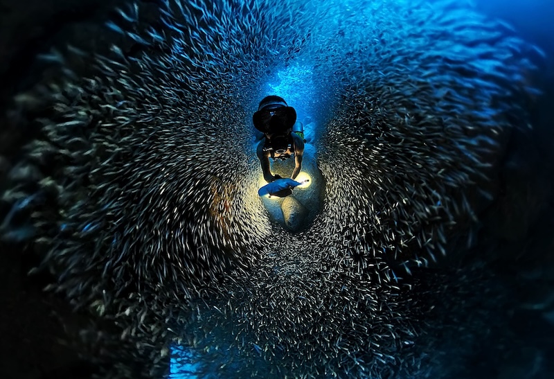 Silversides Have Returned to the Caverns of Ironshore Gardens, Fish Tank, and More