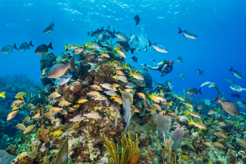 Black Rock Reef