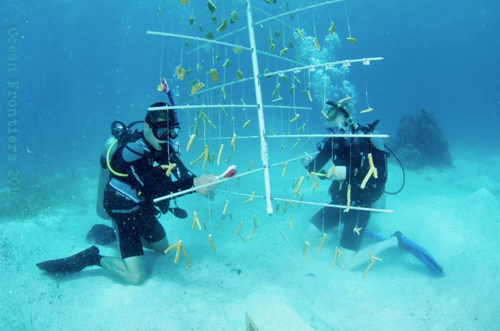Coral Nursery
