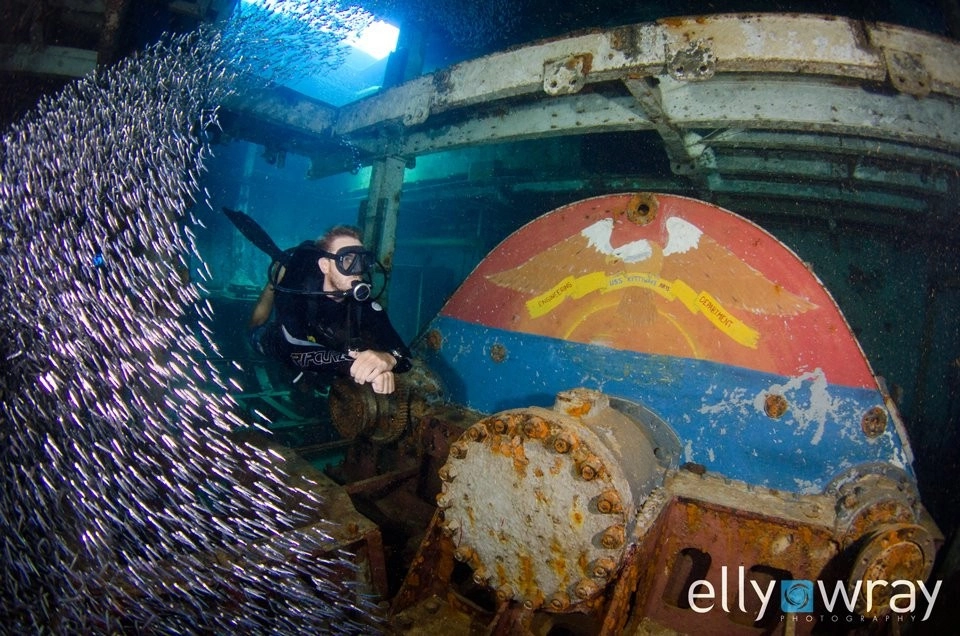 Silversides Living on the Kittiwake Wreck