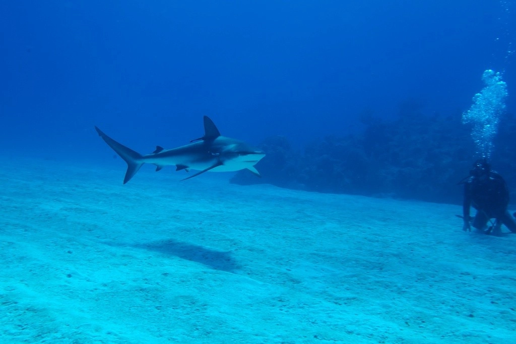 Must Love Sharks