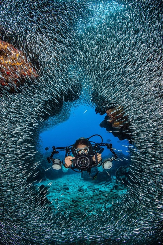 Silver Rush Diving - Cayman Summer Time!