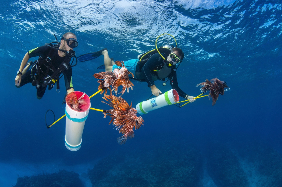 Lionfish Elimination Challenge 2020