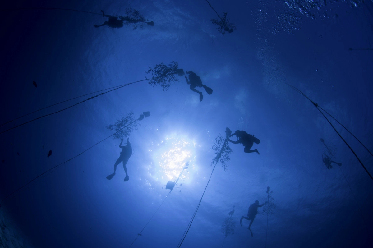 We need you! - Coral Nursery volunteer program, get involved.