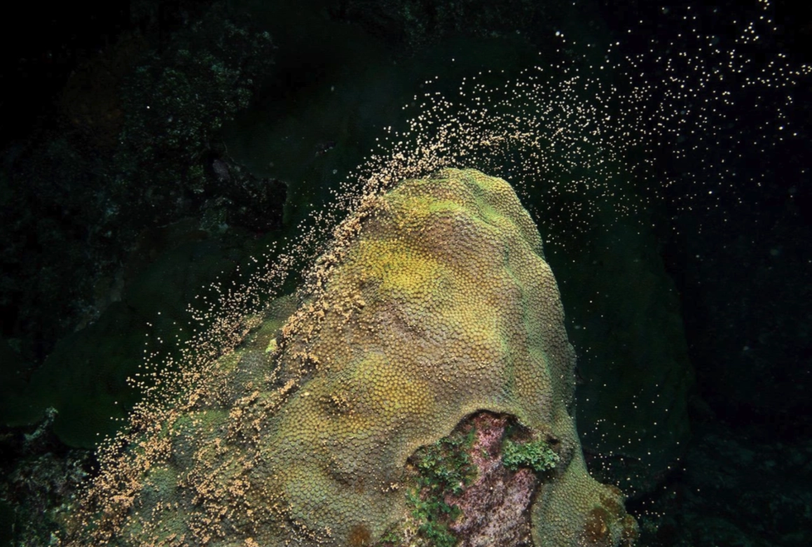 The Night Dive of the Year