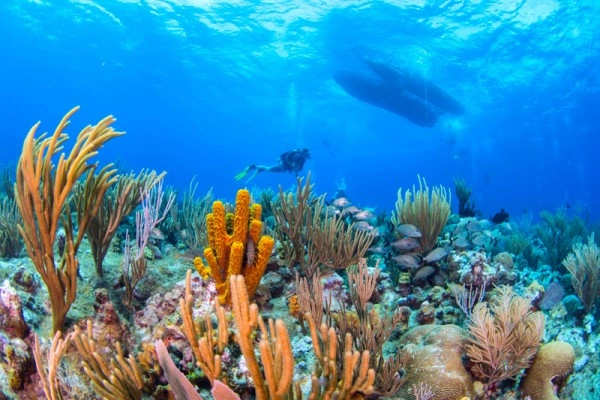 Part 3: Marine Life and Ecosystems of Grand Cayman Islands Marine Life