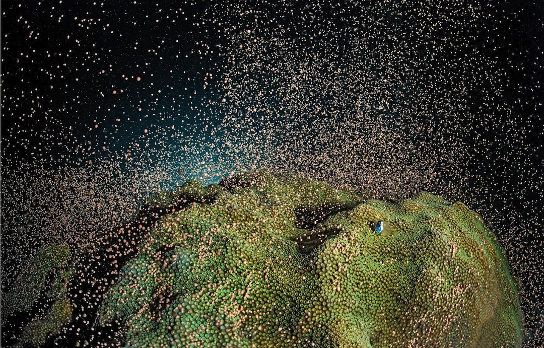 Announcing The Coral Spawning Experience Package