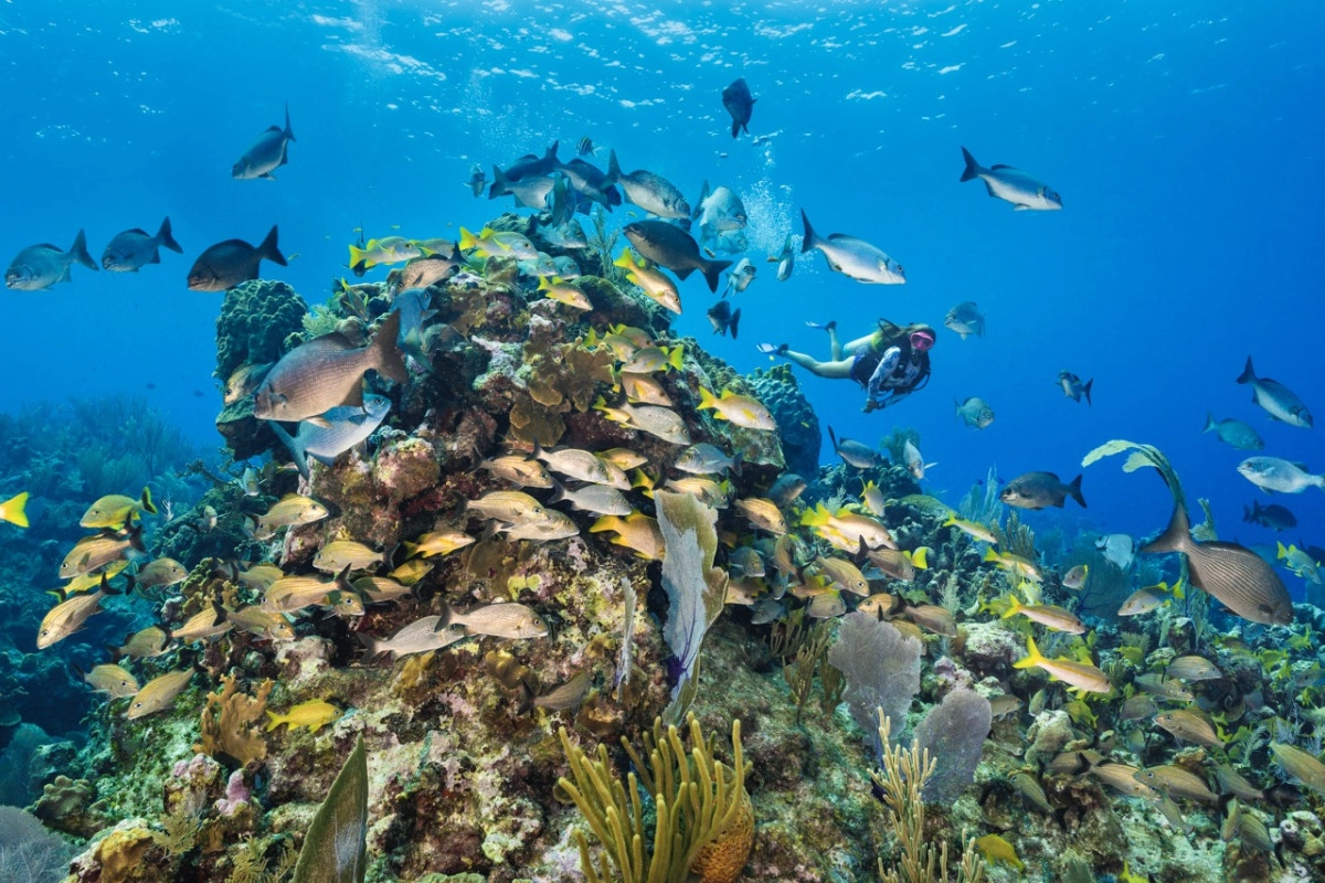 Another Stellar Year For Ocean Frontiers and Compass Point in the 2025 Reader's Choice Awards