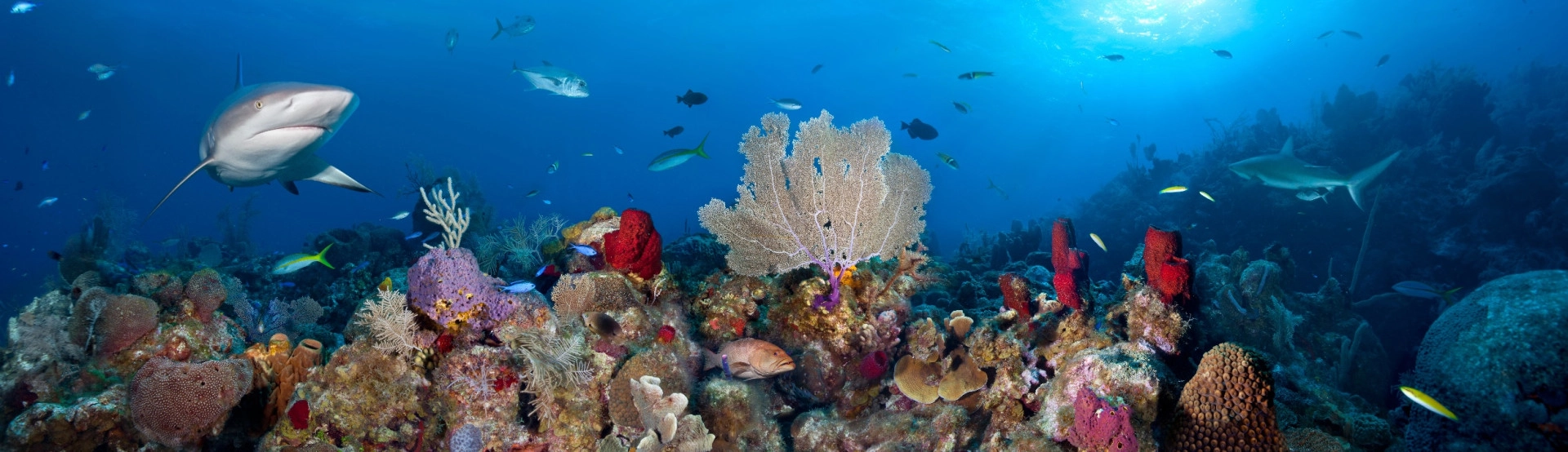 Cayman Islands Marine Life