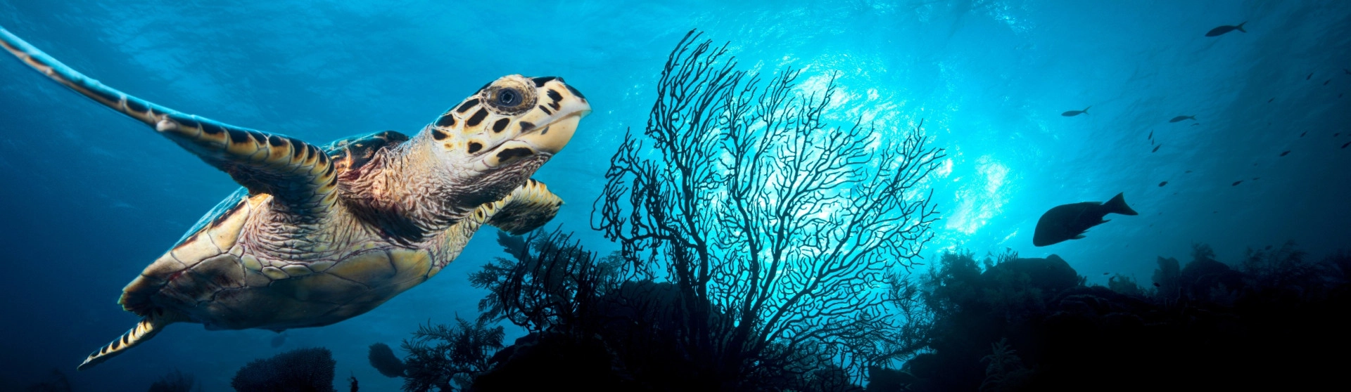 Turtle Ecology